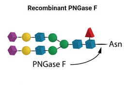 Recombinant PNGase F